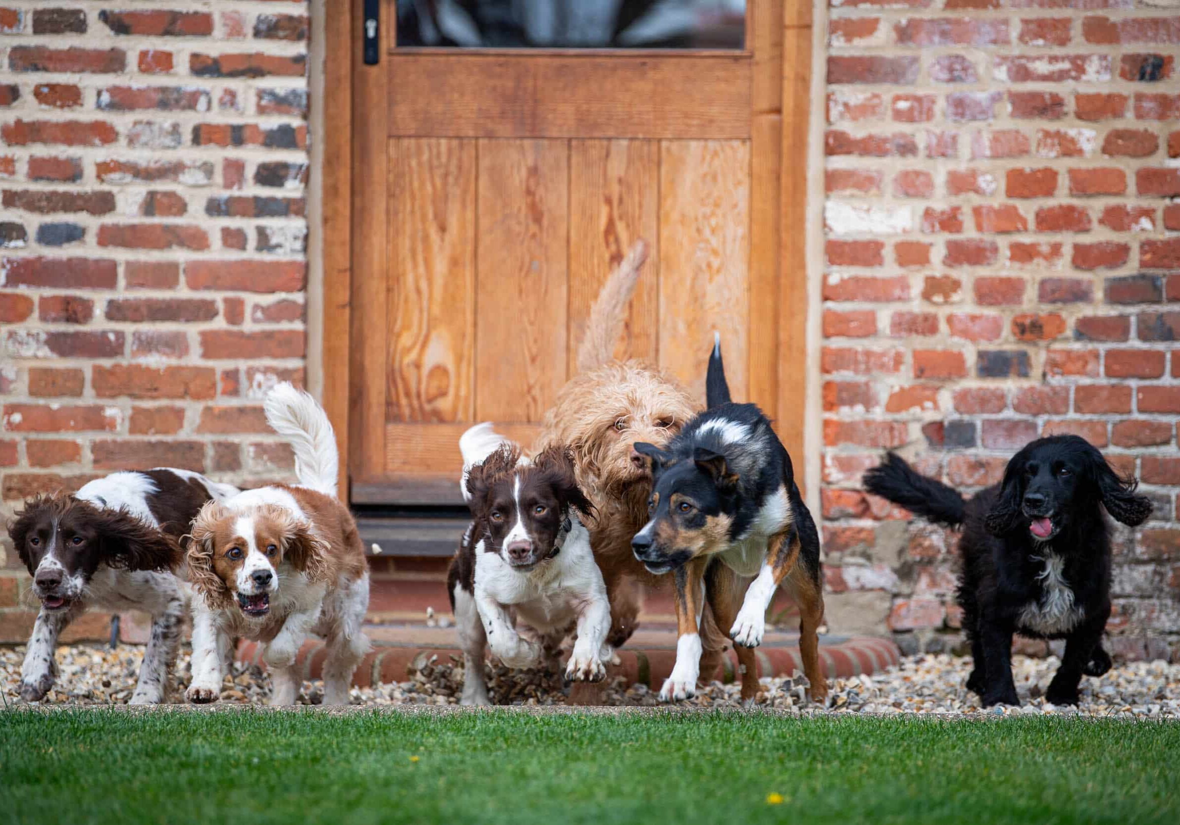 Multiple dog holiday cottages norfolk